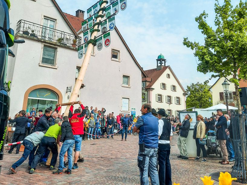 Maibaumstellen in Kirchzarten