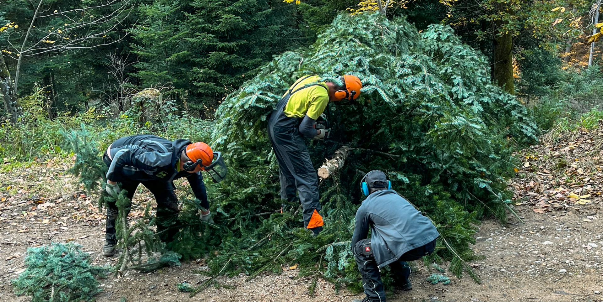 Weihnachtsbäume fürs Weihnachtserlebnis Kirchzarten