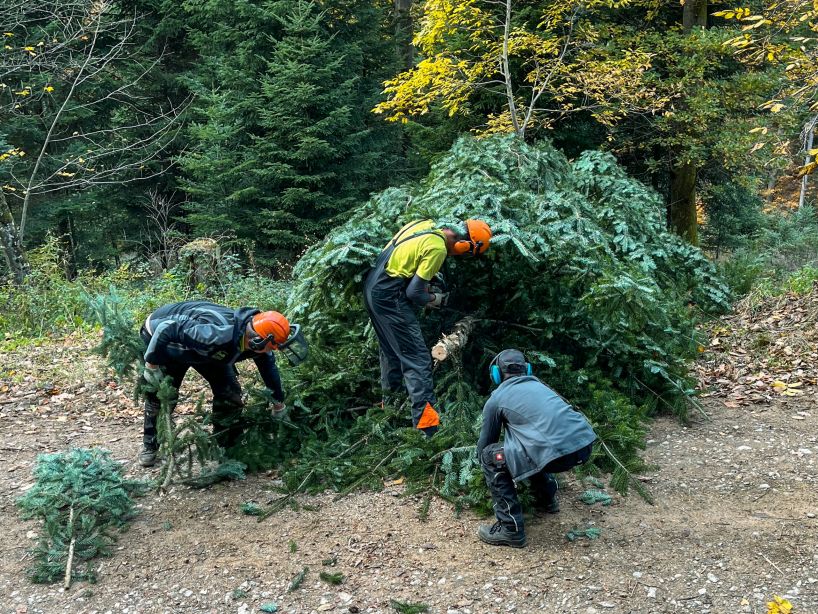 Weihnachtsbäume fürs Weihnachtserlebnis Kirchzarten